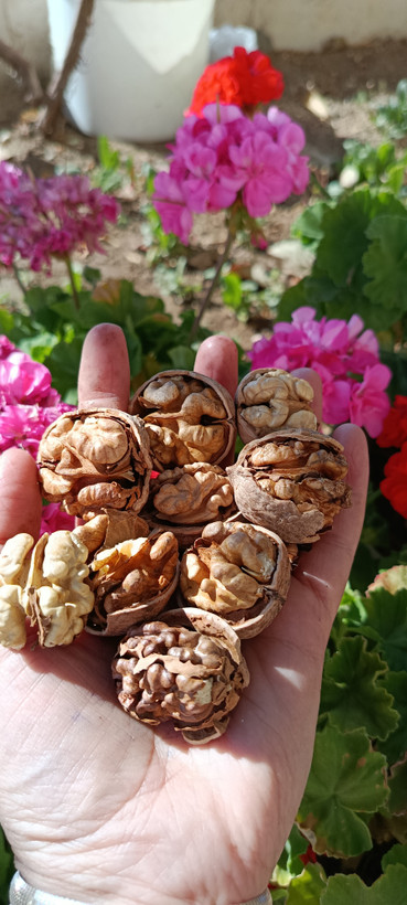 گردو با پوست خشک اقتصادی