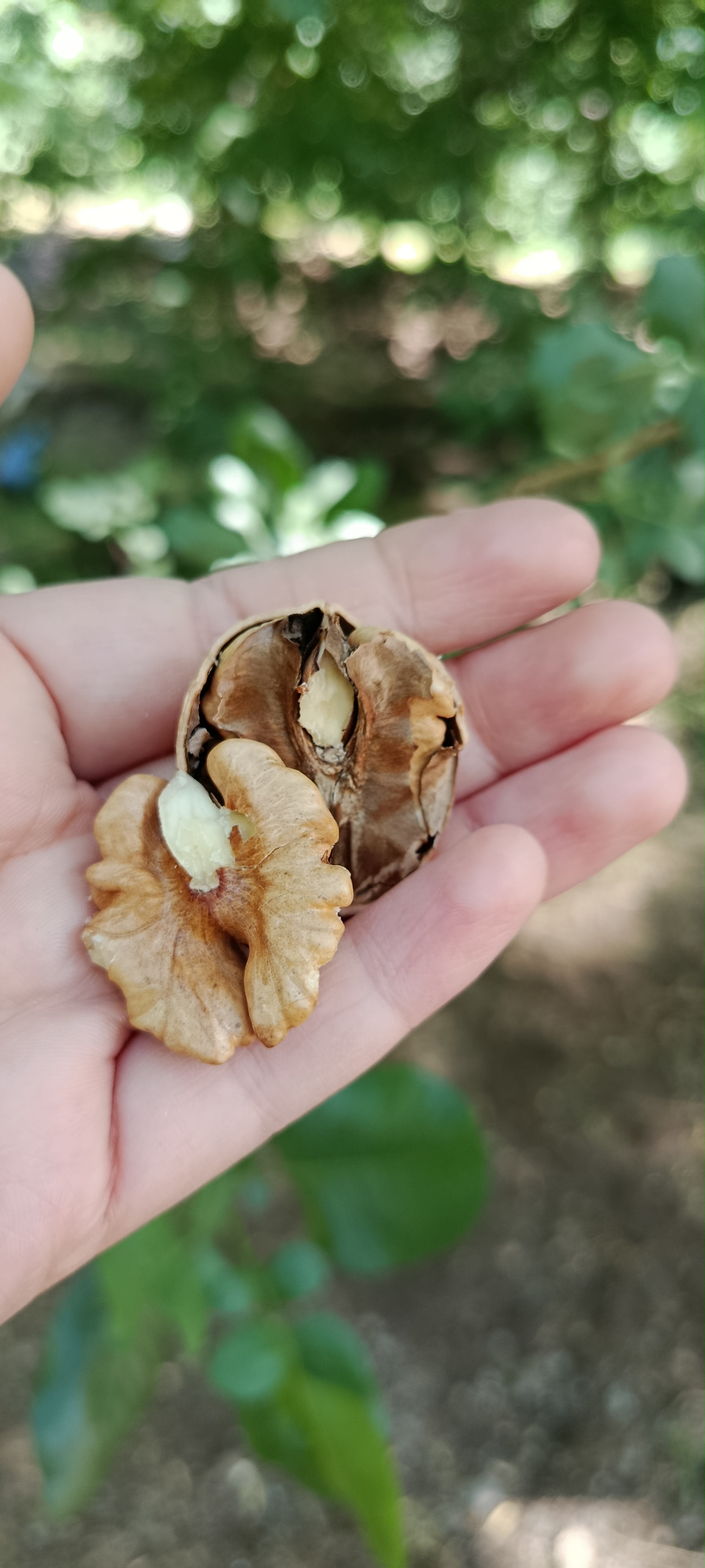 گردو لوکس